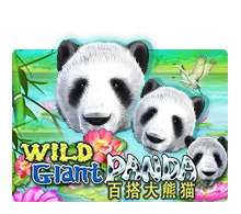 Wild Giant Panda - TITANBET138